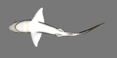 Ventral view of shark robot, 400 by 200 pixels